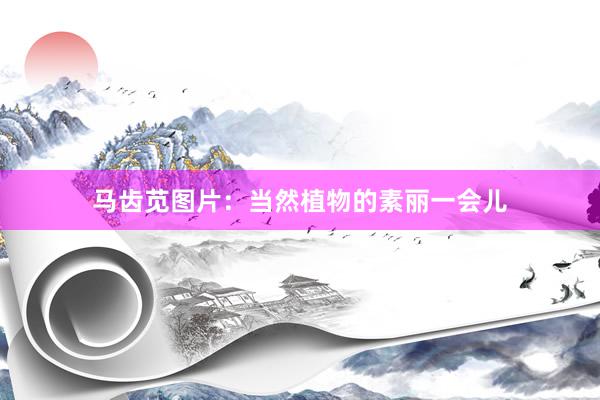 马齿苋图片：当然植物的素丽一会儿